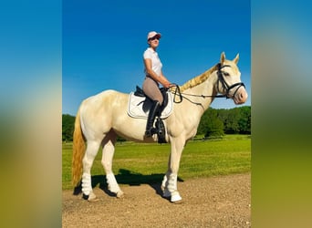 American Quarter Horse, Gelding, 7 years, Champagne