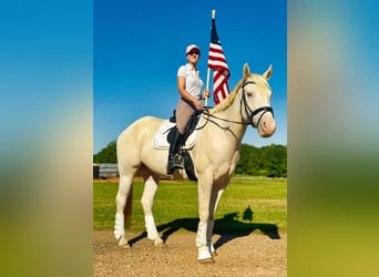 American Quarter Horse, Gelding, 7 years, Champagne