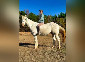 American Quarter Horse, Gelding, 7 years, Champagne