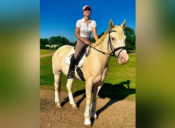 American Quarter Horse, Gelding, 7 years, Champagne