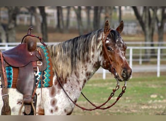 American Quarter Horse, Gelding, 7 years, Chestnut-Red