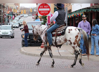 American Quarter Horse, Gelding, 7 years, Chestnut-Red