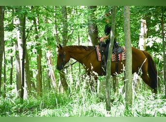 American Quarter Horse, Gelding, 7 years, Chestnut