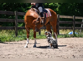 American Quarter Horse, Gelding, 7 years, Chestnut