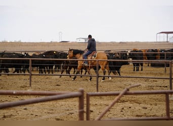 American Quarter Horse, Gelding, 7 years, Dun