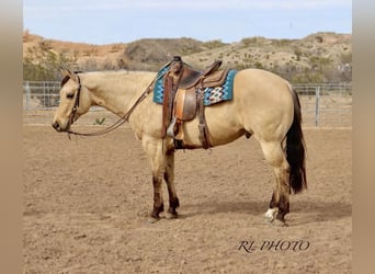 American Quarter Horse, Gelding, 7 years, Dun