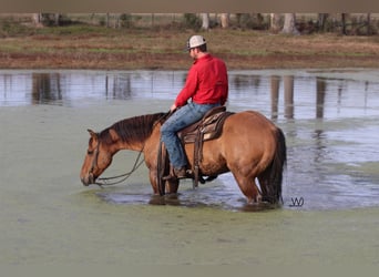 American Quarter Horse, Gelding, 7 years, Dun