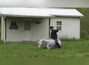American Quarter Horse, Gelding, 7 years, Gray-Dapple