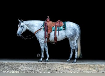 American Quarter Horse, Gelding, 7 years, Gray