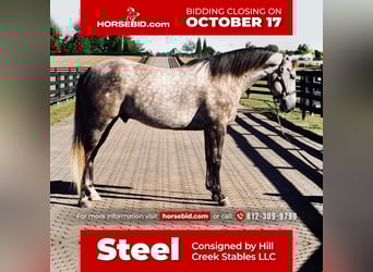American Quarter Horse, Gelding, 7 years, Gray