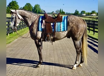 American Quarter Horse, Gelding, 7 years, Gray