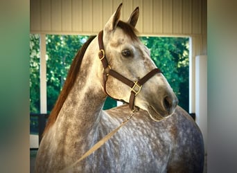 American Quarter Horse, Gelding, 7 years, Gray