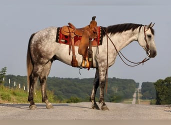 American Quarter Horse, Gelding, 7 years, Gray