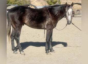 American Quarter Horse, Gelding, 7 years, Gray