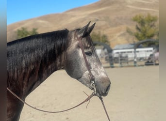American Quarter Horse, Gelding, 7 years, Gray