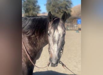American Quarter Horse, Gelding, 7 years, Gray