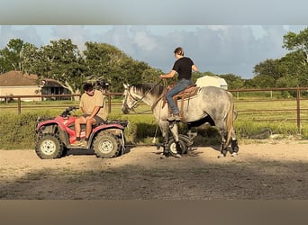 American Quarter Horse, Gelding, 7 years, Grey