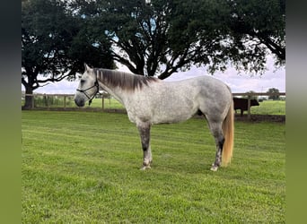 American Quarter Horse, Gelding, 7 years, Grey