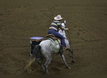 American Quarter Horse, Gelding, 7 years, Grey