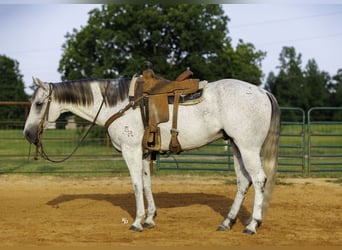 American Quarter Horse, Gelding, 7 years, Grey