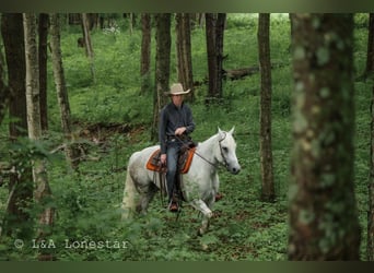 American Quarter Horse, Gelding, 7 years, Grey