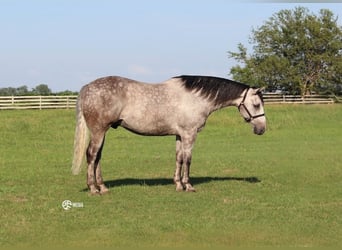 American Quarter Horse, Gelding, 7 years, Grey
