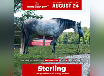 American Quarter Horse, Gelding, 7 years, Grey