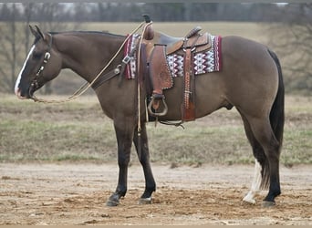 American Quarter Horse, Gelding, 7 years, Grullo