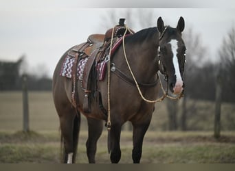 American Quarter Horse, Gelding, 7 years, Grullo