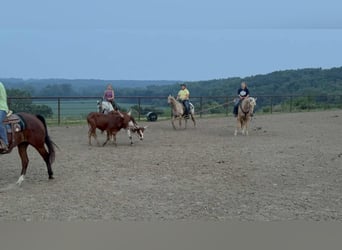 American Quarter Horse, Gelding, 7 years, Palomino