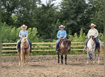 American Quarter Horse, Gelding, 7 years, Palomino