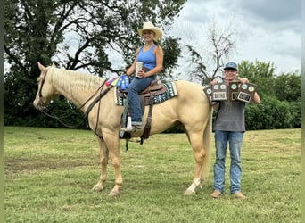 American Quarter Horse, Gelding, 7 years, Palomino