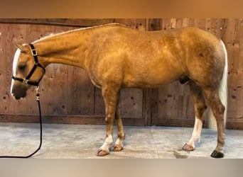 American Quarter Horse, Gelding, 7 years, Palomino