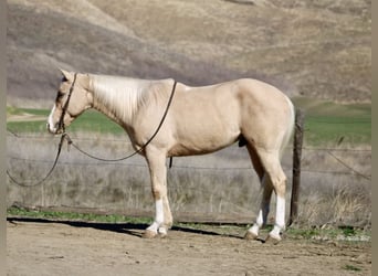 American Quarter Horse, Gelding, 7 years, Palomino