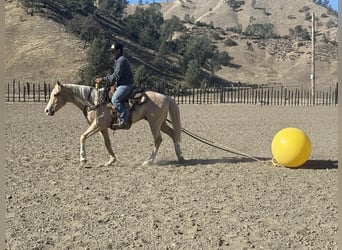 American Quarter Horse, Gelding, 7 years, Palomino