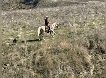 American Quarter Horse, Gelding, 7 years, Palomino