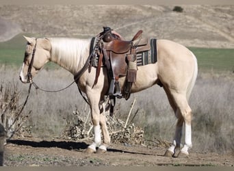 American Quarter Horse, Gelding, 7 years, Palomino