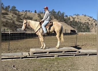 American Quarter Horse, Gelding, 7 years, Palomino