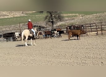 American Quarter Horse, Gelding, 7 years, Palomino