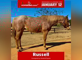 American Quarter Horse, Gelding, 7 years