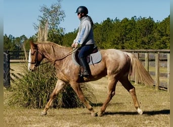 American Quarter Horse, Gelding, 7 years