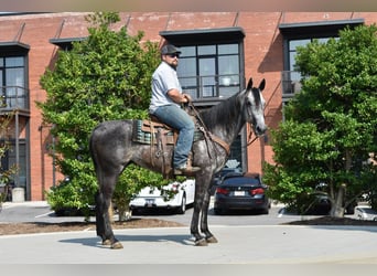 American Quarter Horse, Gelding, 7 years