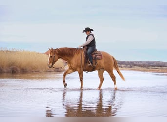 American Quarter Horse, Gelding, 7 years, Red Dun