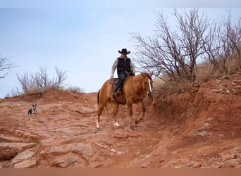 American Quarter Horse, Gelding, 7 years, Red Dun
