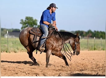 American Quarter Horse, Gelding, 7 years, Roan-Bay