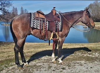 American Quarter Horse, Gelding, 7 years, Roan-Bay