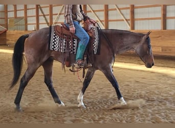 American Quarter Horse, Gelding, 7 years, Roan-Bay