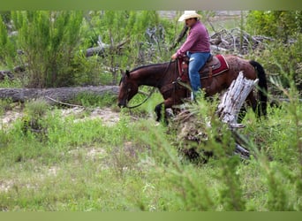 American Quarter Horse, Gelding, 7 years, Roan-Bay