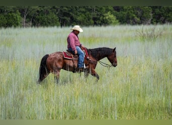 American Quarter Horse, Gelding, 7 years, Roan-Bay