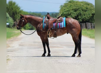 American Quarter Horse, Gelding, 7 years, Roan-Bay